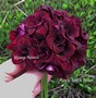Пеларгония Royal Black Rose