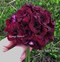  Royal Black Rose