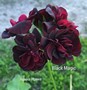 Пеларгония Black Magic