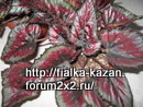  Maori Haze
