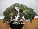  Palomar Prince