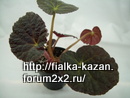  Xantbina Hook. var. lazuli