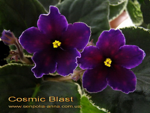  Cosmic Blast 