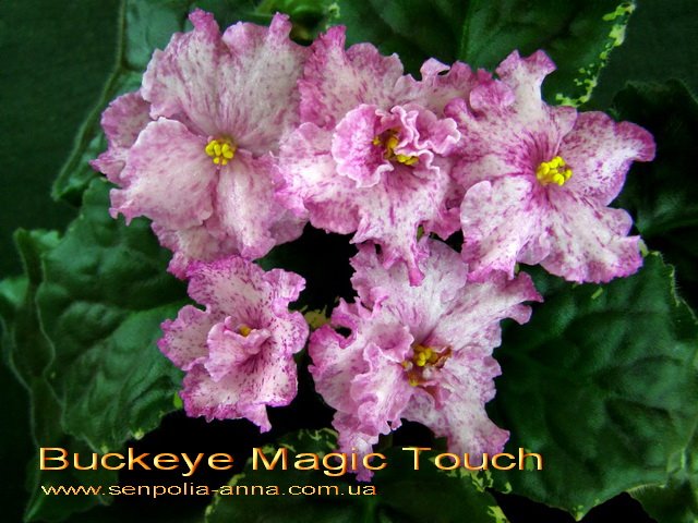  Buckeye Magic Touch 