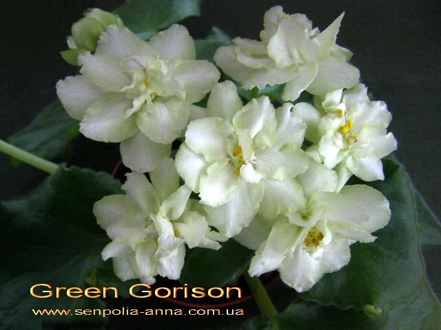  Green Gorison 