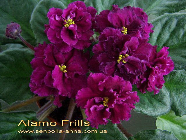  Alamo Frills 