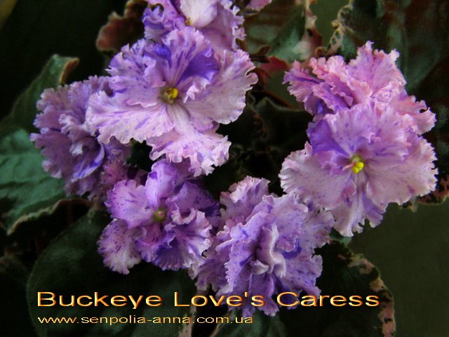  Buckeye Love's Caress 
