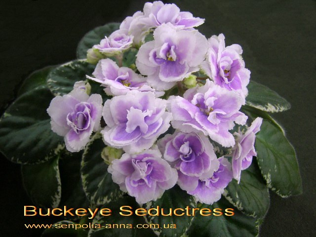  Buckeye Seductress 