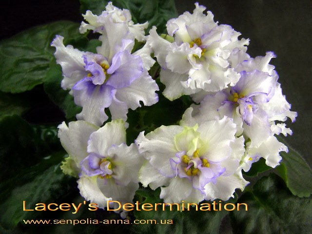  Lacey's Determination 