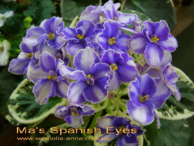  Ma's Spanish Eyes 