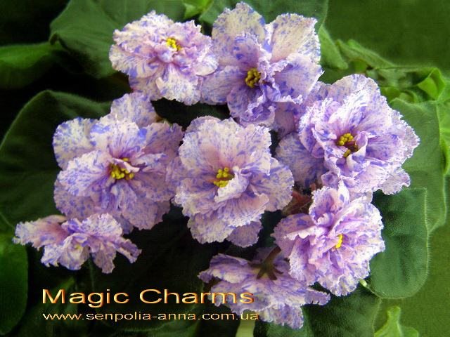  Magic Charms 