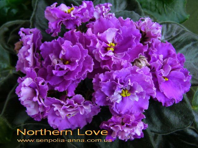  Northern Love 
