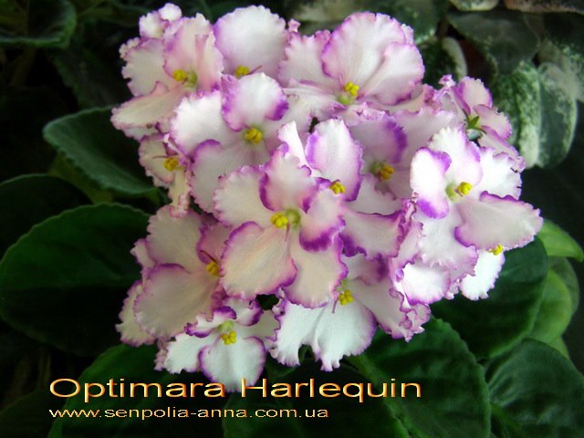  Optimara Harlequin 