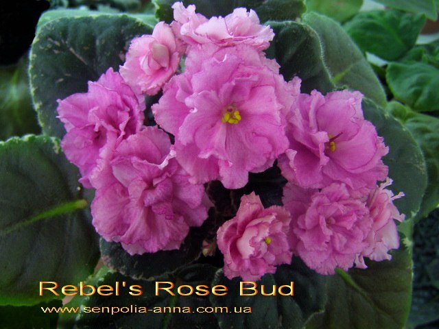  Rebel's Rose Bud 