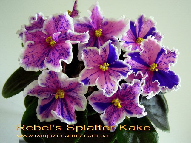  Rebel's Splatter Kake 