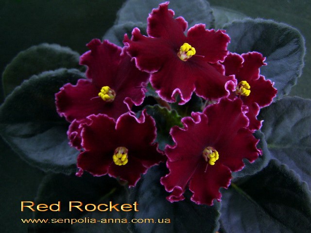  Red Rocket 