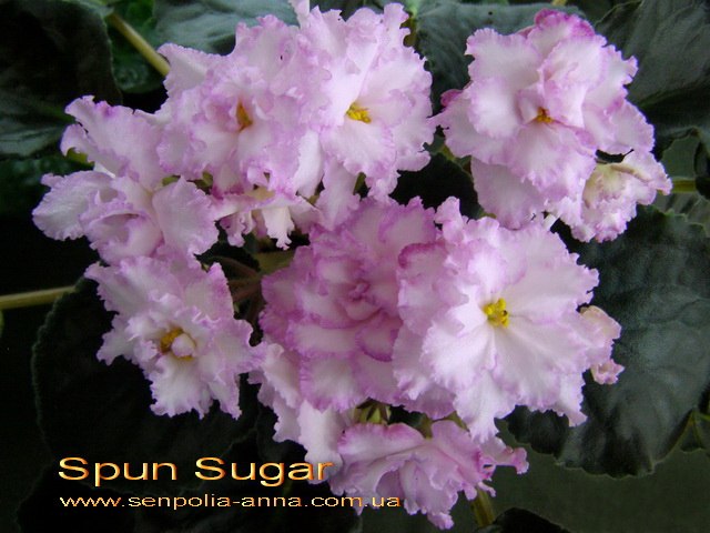 Spun Sugar