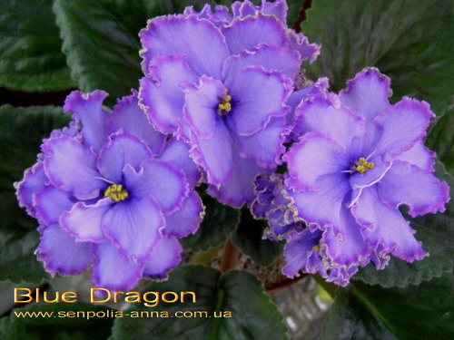 Blue Dragon Фиалка Фото
