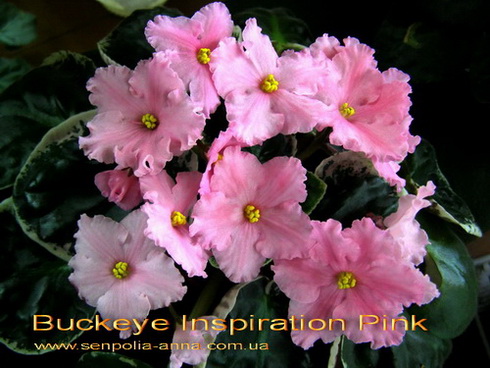  Buckeye Inspiration Pink 