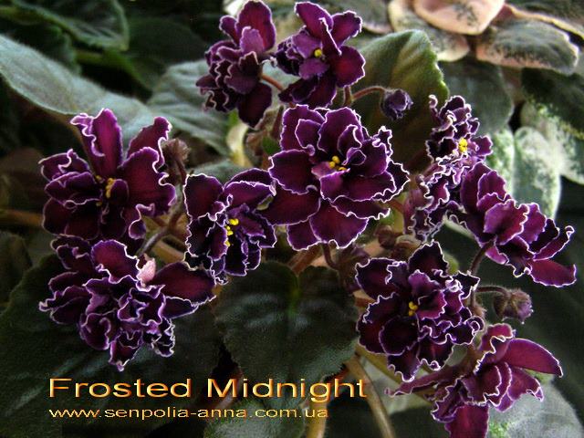  Frosted Midnight 