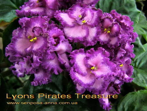 Фиалка Pirates Treasure Фото