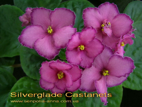  Silverglade Castanets 