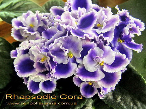  Rhapsodie Cora 