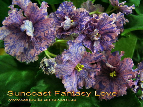  Suncoast Fantasy Love 