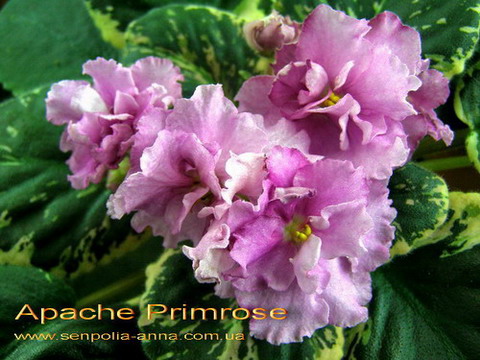  Apache Primrose 