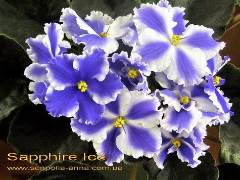  Sapphire Ice 