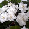 Фиалка РС-Белые Росы