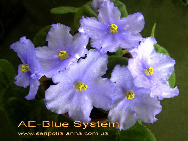  -Blue System 