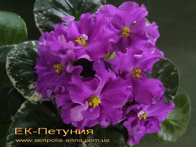 Фиалка Петуния Фото Фиалка Петуния Фото