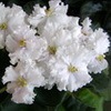 Фиалка ЕК-Прекрасный Ангел