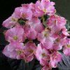 Фиалка ЛЕ-Стефания