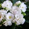 Фиалка ЕК-Сахарная Роза
