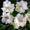 Фиалка ЛЕ-Берилловый Иней