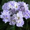 Фиалка ЛиК-Вельможа