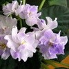 Фиалка ЛиК-Край Небес