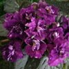 Фиалка АЕ-Мисс Вселенная
