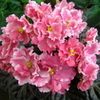 Фиалка РМ-Коралловый Закат