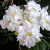 Фиалка РС-Цветок Лотоса