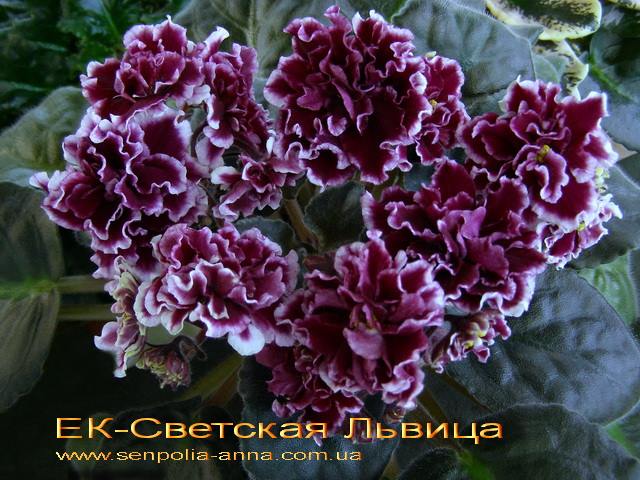 Фиалка Анна Фото Фиалка Анна Фото