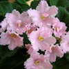 Фиалка РС-Сердце Ангела