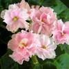 Фиалка ДЕО-Королева Елизавета