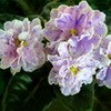 Фиалка ПТ-Светланка