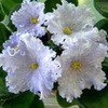 Фиалка ЛЕ-Ситец Летнего Неба