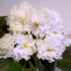 Фиалка ЛЕ-Лунная Соната
