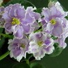 Фиалка РС-Холодная Сирень