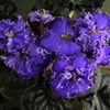 Фиалка ЛЕ-Солнечное Затмение